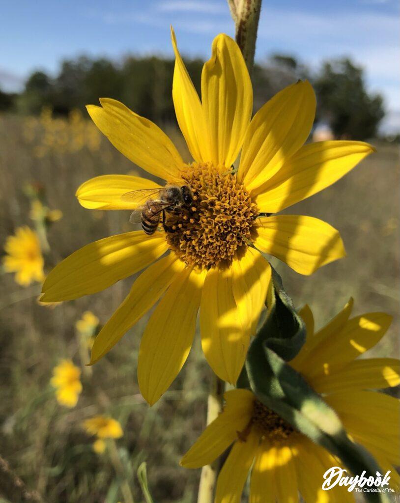 Texas Wildflowers spread joy naturally.