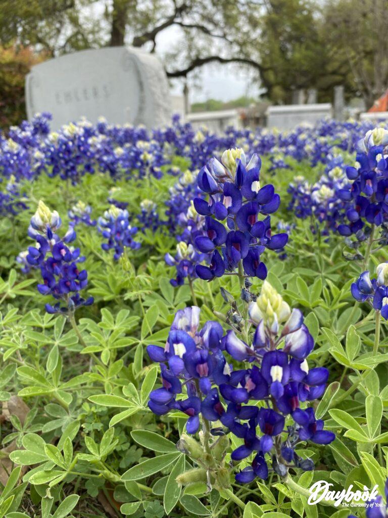 B;uebonnets were growing beautifully in a cemetery.
