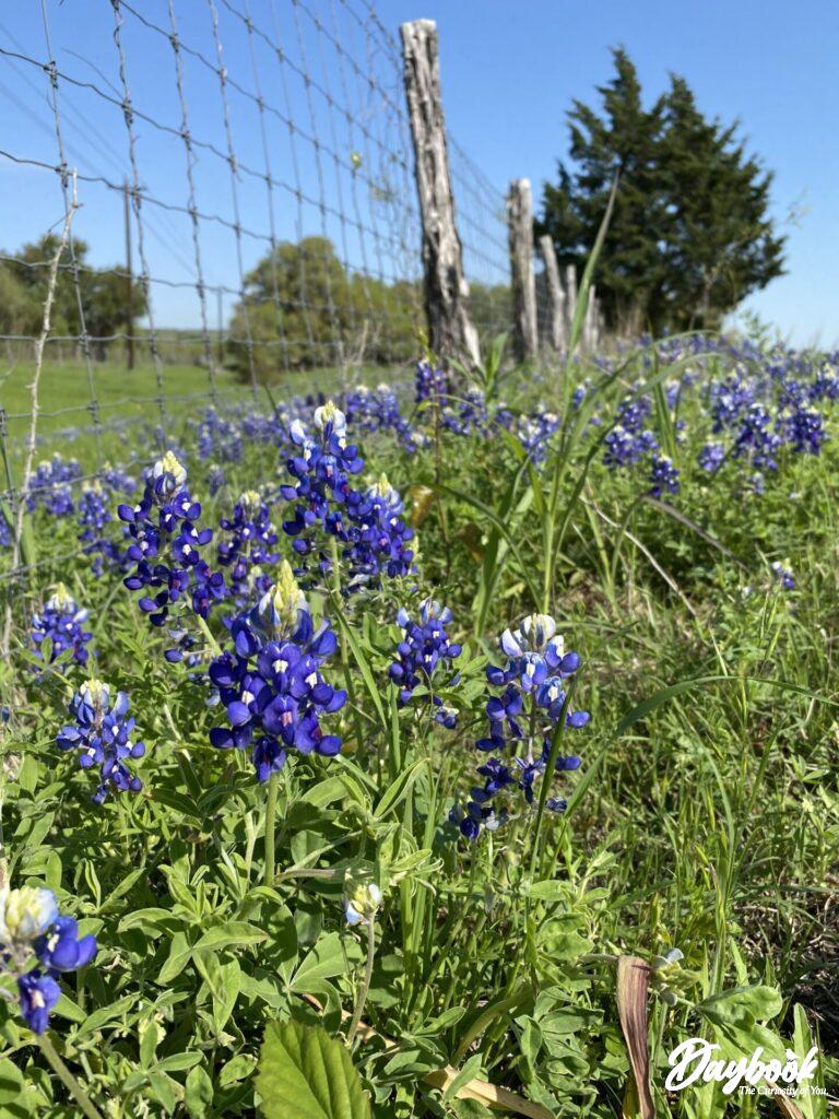Wildflowers are growing along the roadside in Texas.
