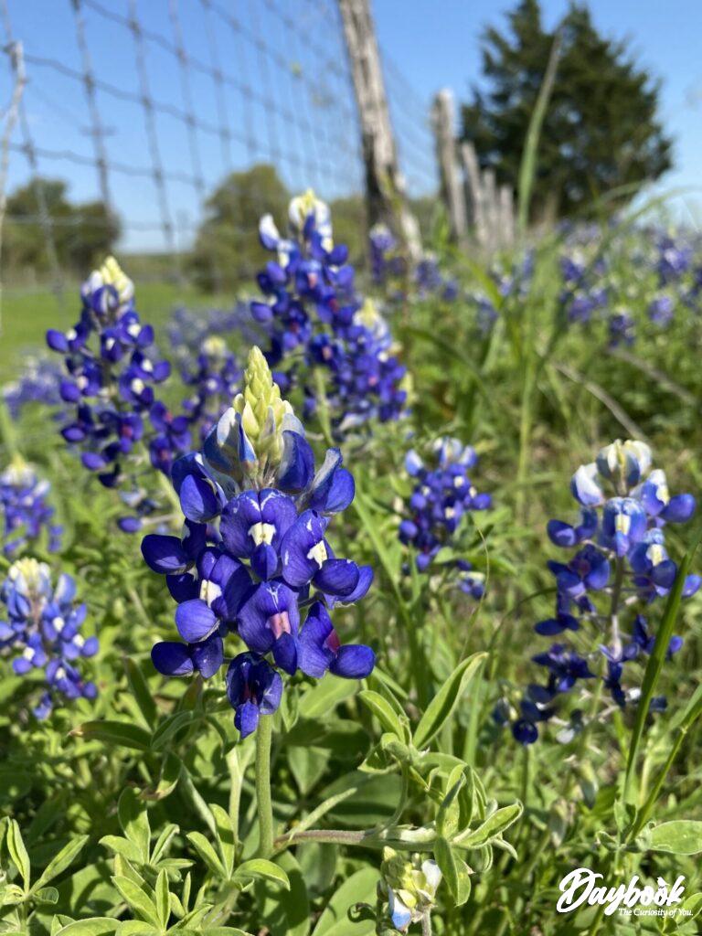 These are Texas bluebonnets.