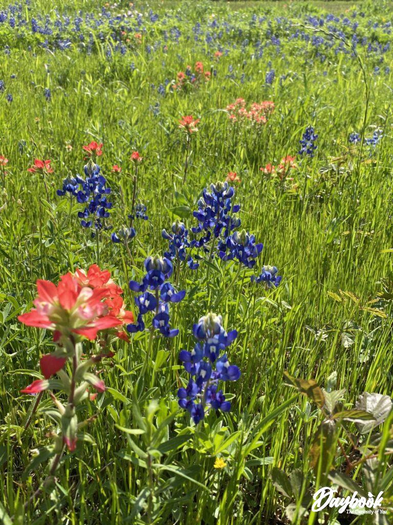 Indian paintbrushes and bluebonnets were on the side of the road.