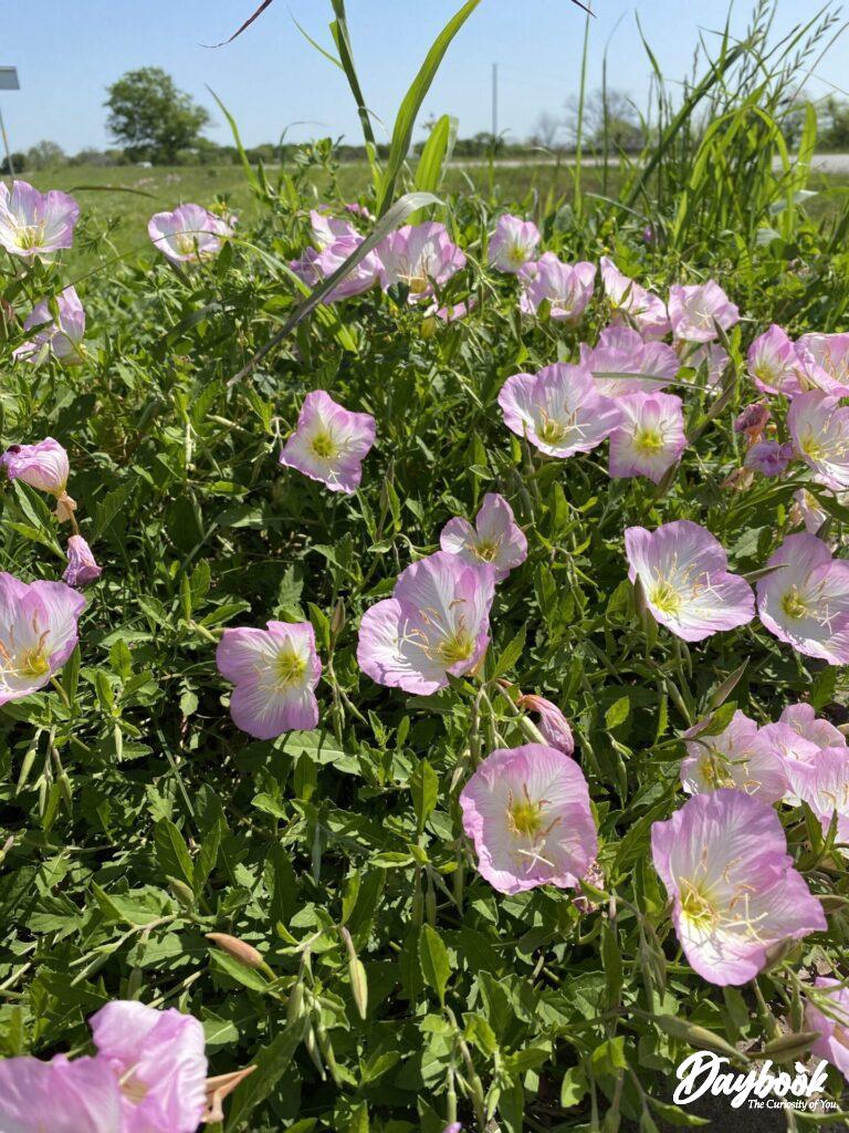 The pink evening primrose was in abundance in Texas.