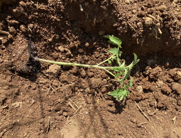 Plant the tomato plant horizontally for good root structure.