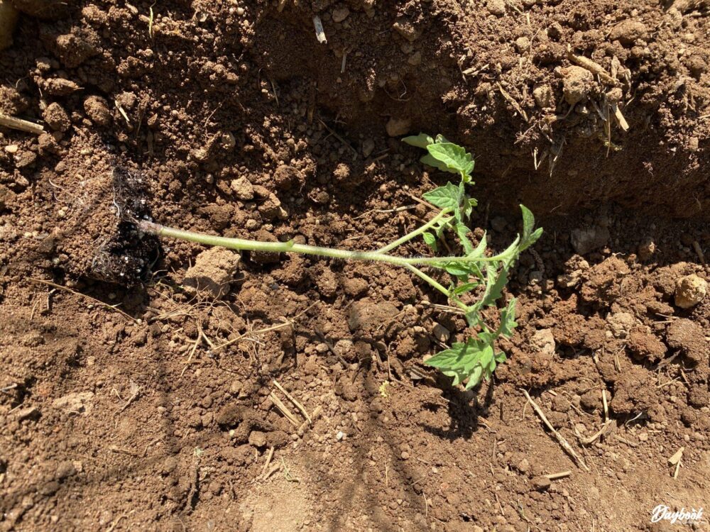 Plant the tomato plant horizontally for good root structure.