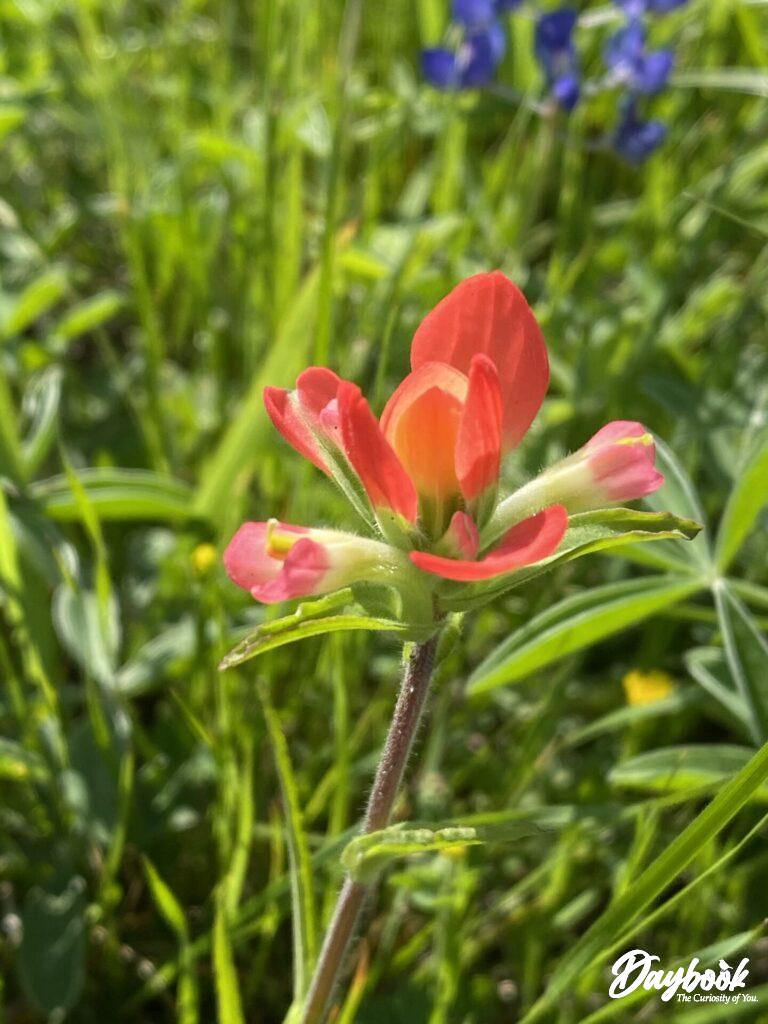 This is the Indian paintbrush wildflower.
