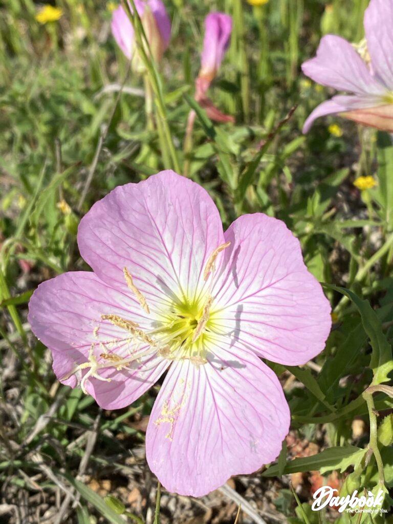 This is the pink evening primrose wildflower.