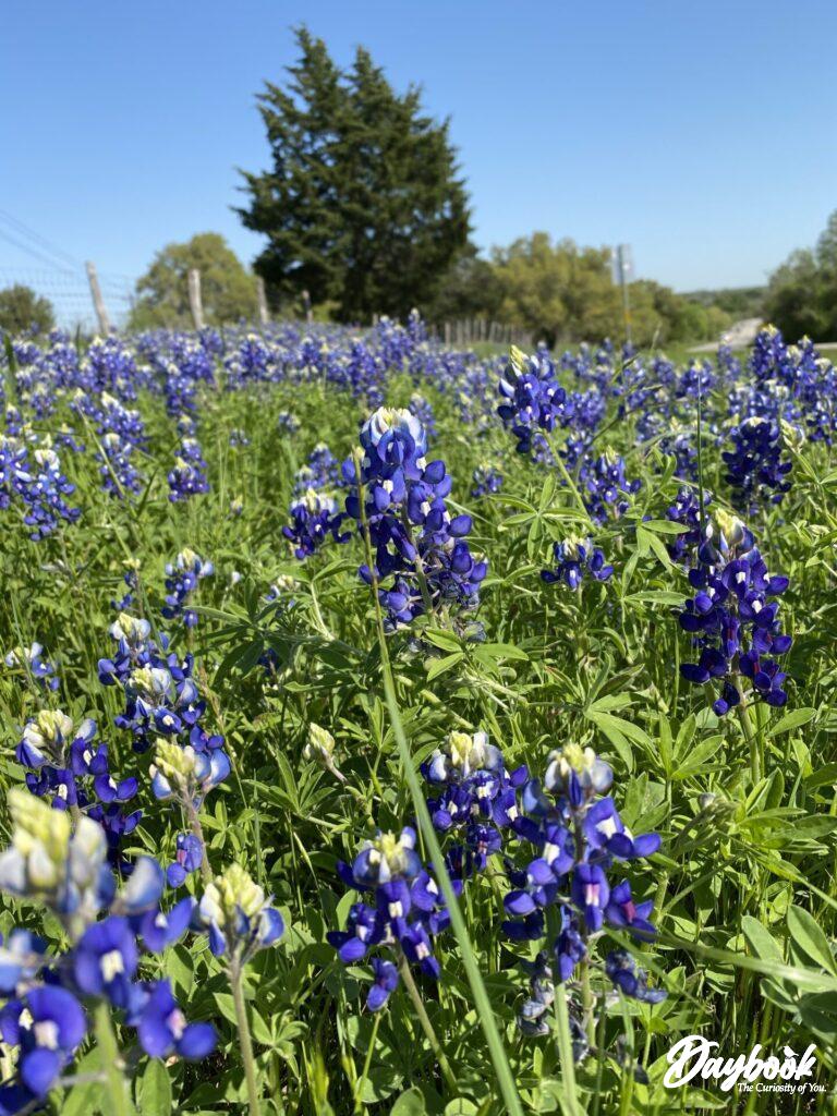 The bluebonnet fields in Texas spread joy naturally.