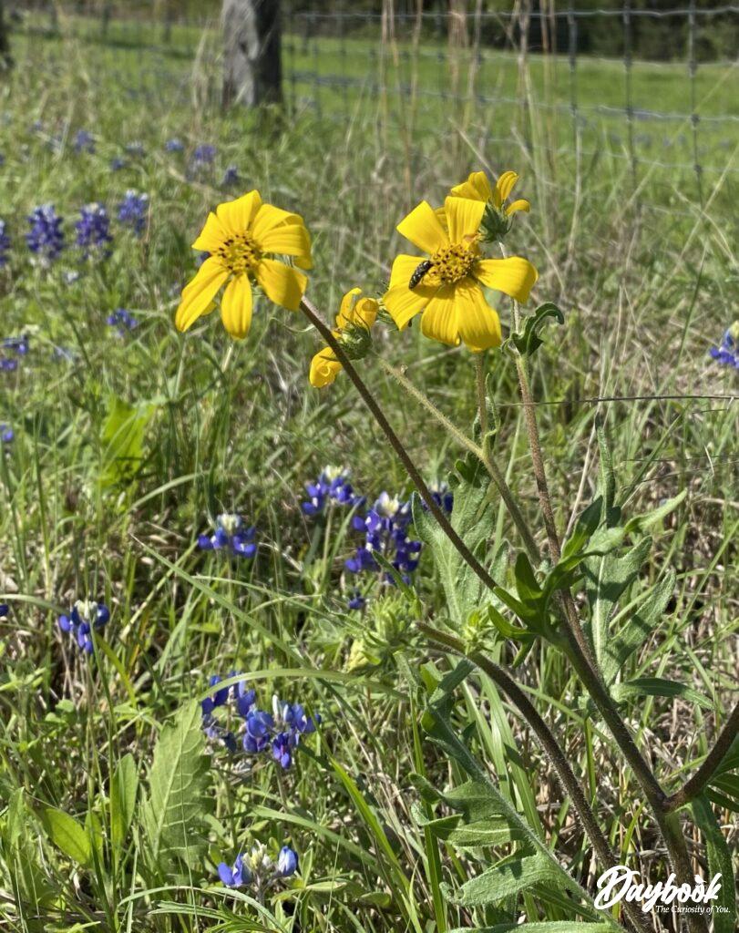 This is the large buttercup flower found in Texas.