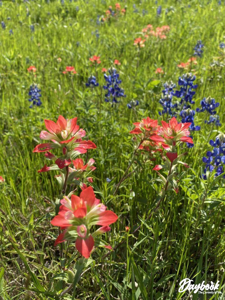 The red Indian paintbrush wildflowers are hard to miss.