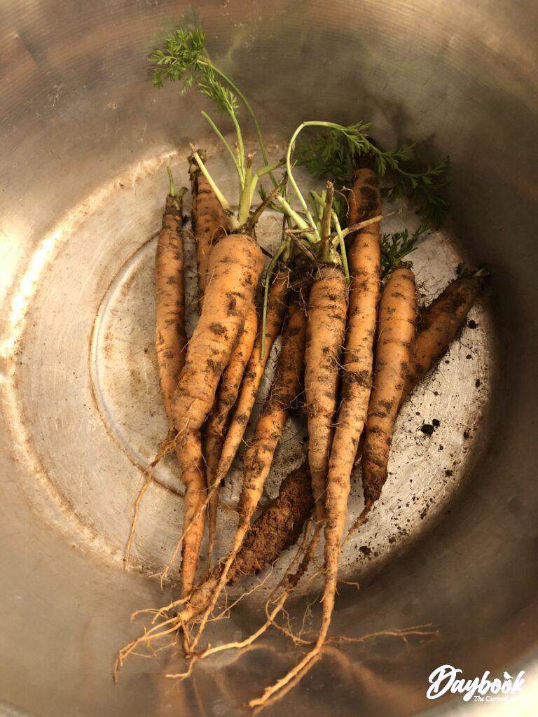 fresh carrots in a metal bowl