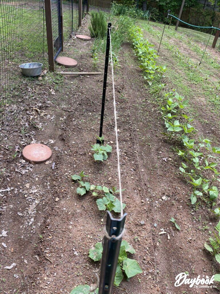 Cucumber plants with twine