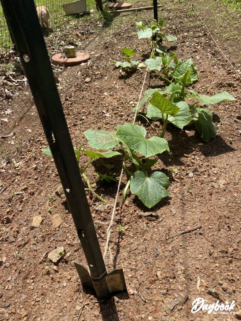 Cucumber plants with twine