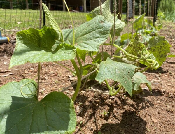 benefits of trellising cucumbers using twine