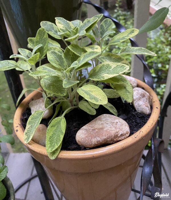 Golden Sage herb potted in orange pot