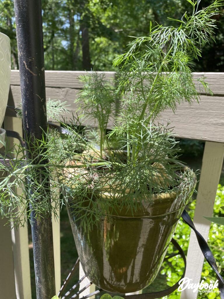 Dill planted in pot