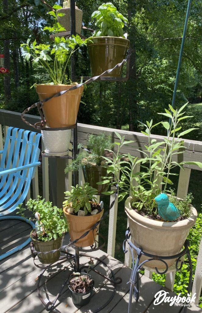 plant stand with herbs