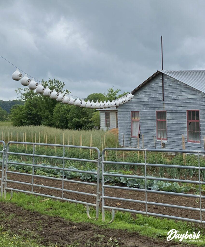 Amish house with gourds hanging