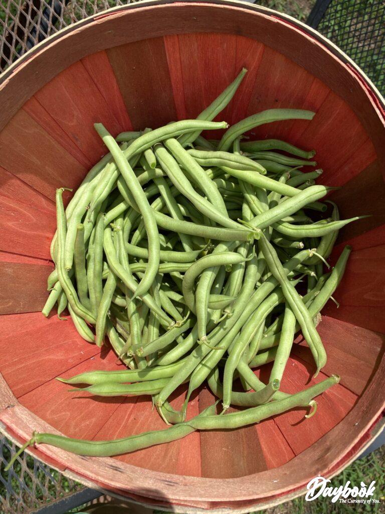 green beans in a red basket