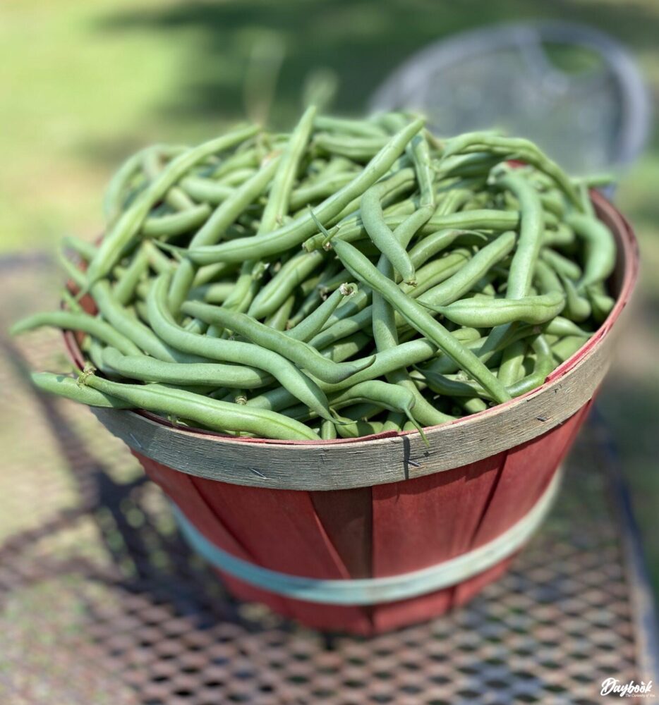 red basket full of green beans