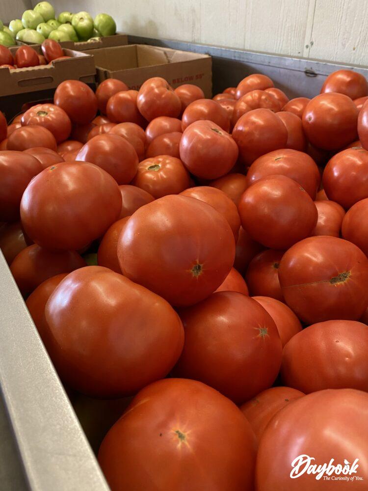 a bin full of local tomatoes in Dillard Georgia