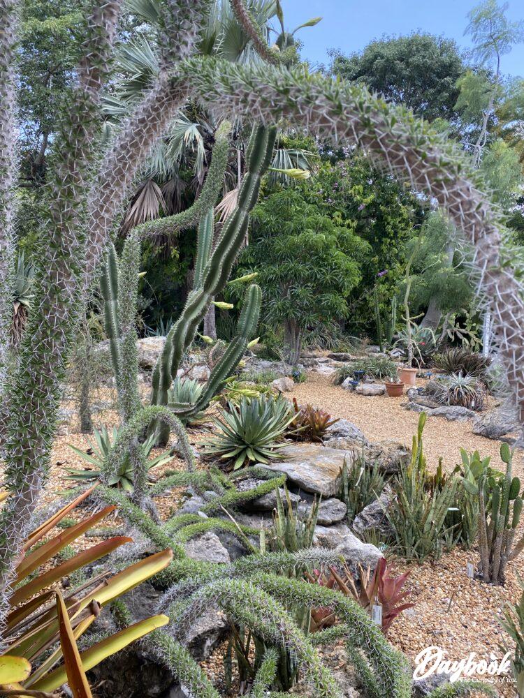 An overall look at the succulent garden inside of a Florida  Botanical Gardens.