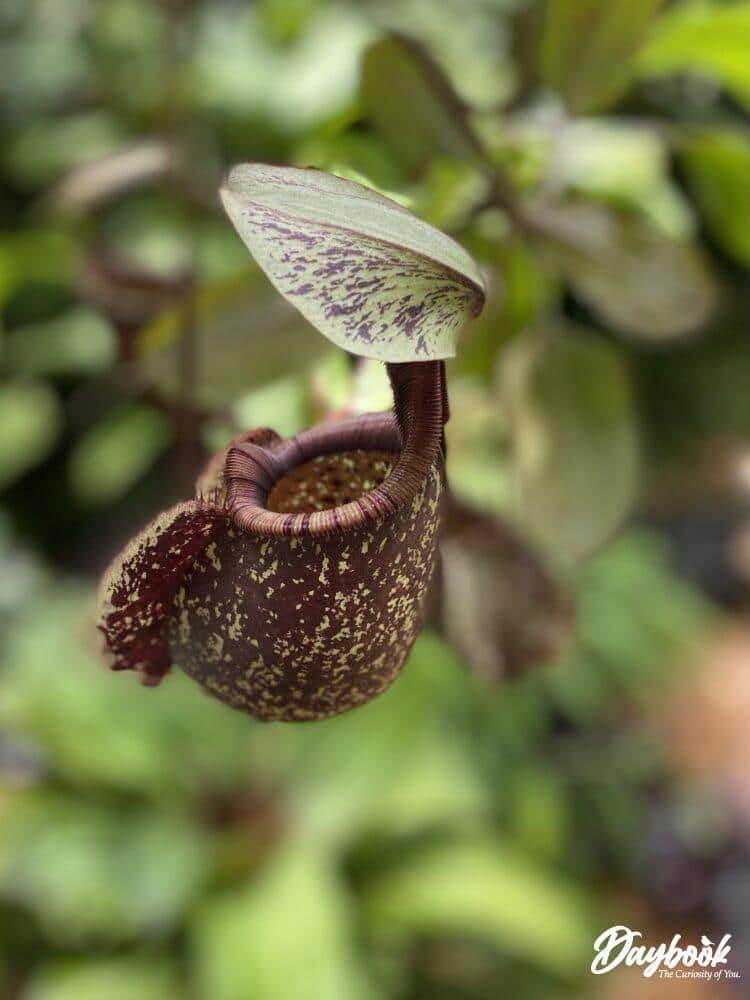 A pitcher plant in a botanical garden.