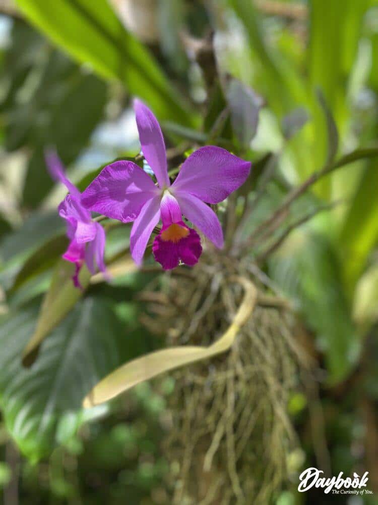 A purple orchid in a garden.