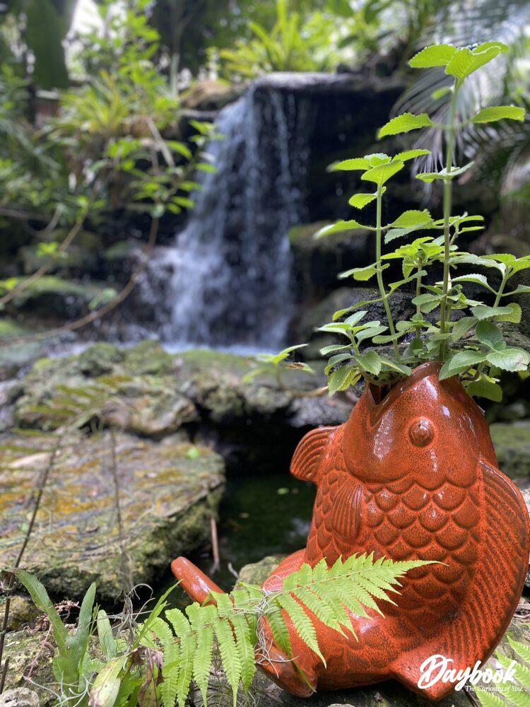 A waterfall and orange fish planter in a botanical garden are just a few reasons to visit.