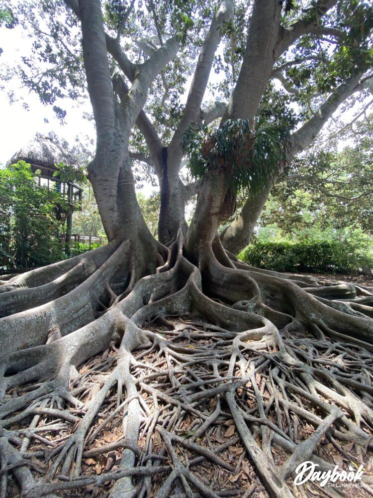 The large roots of a banyan tree.