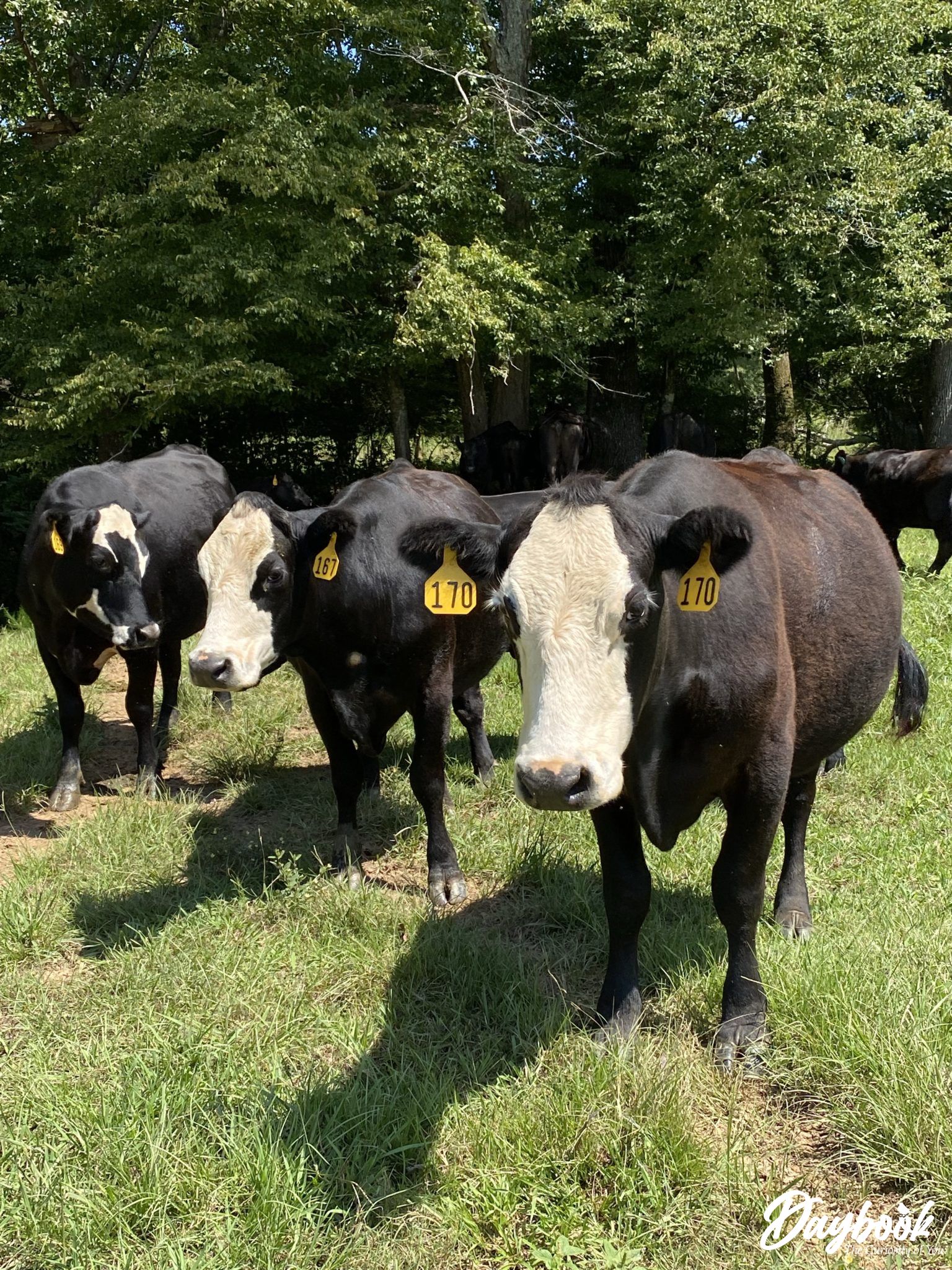 Three black and white cows in a green pasture