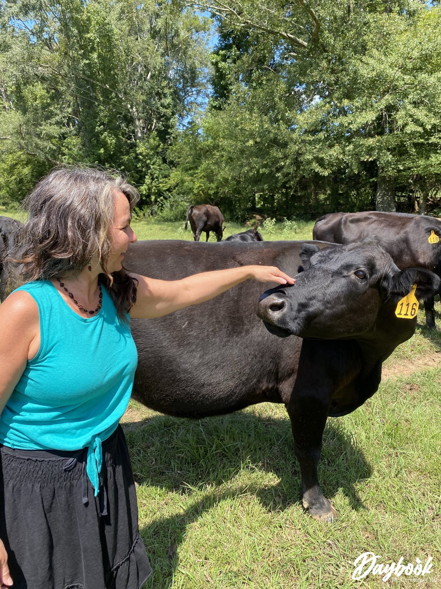 lady petting a black cow