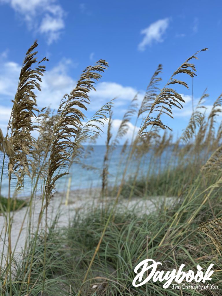 seagrass on the beach