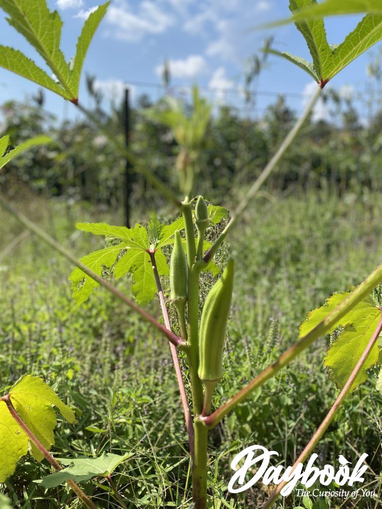 okra growing in a garden