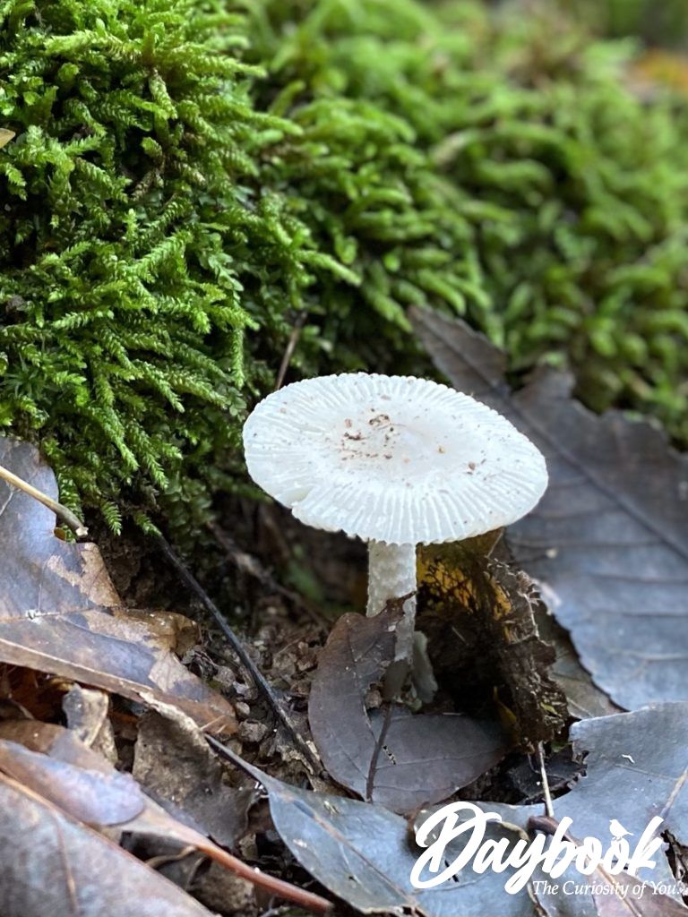 white mushroom with moss behind it