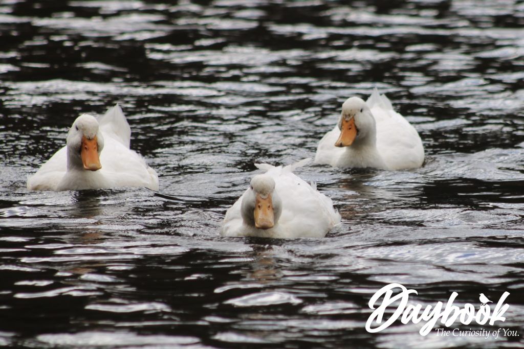 3 white ducks on a lake