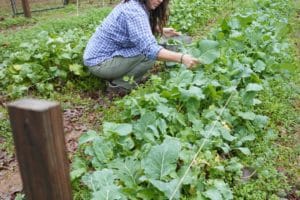 Kristy in her garden picking a large row of collard greens in December