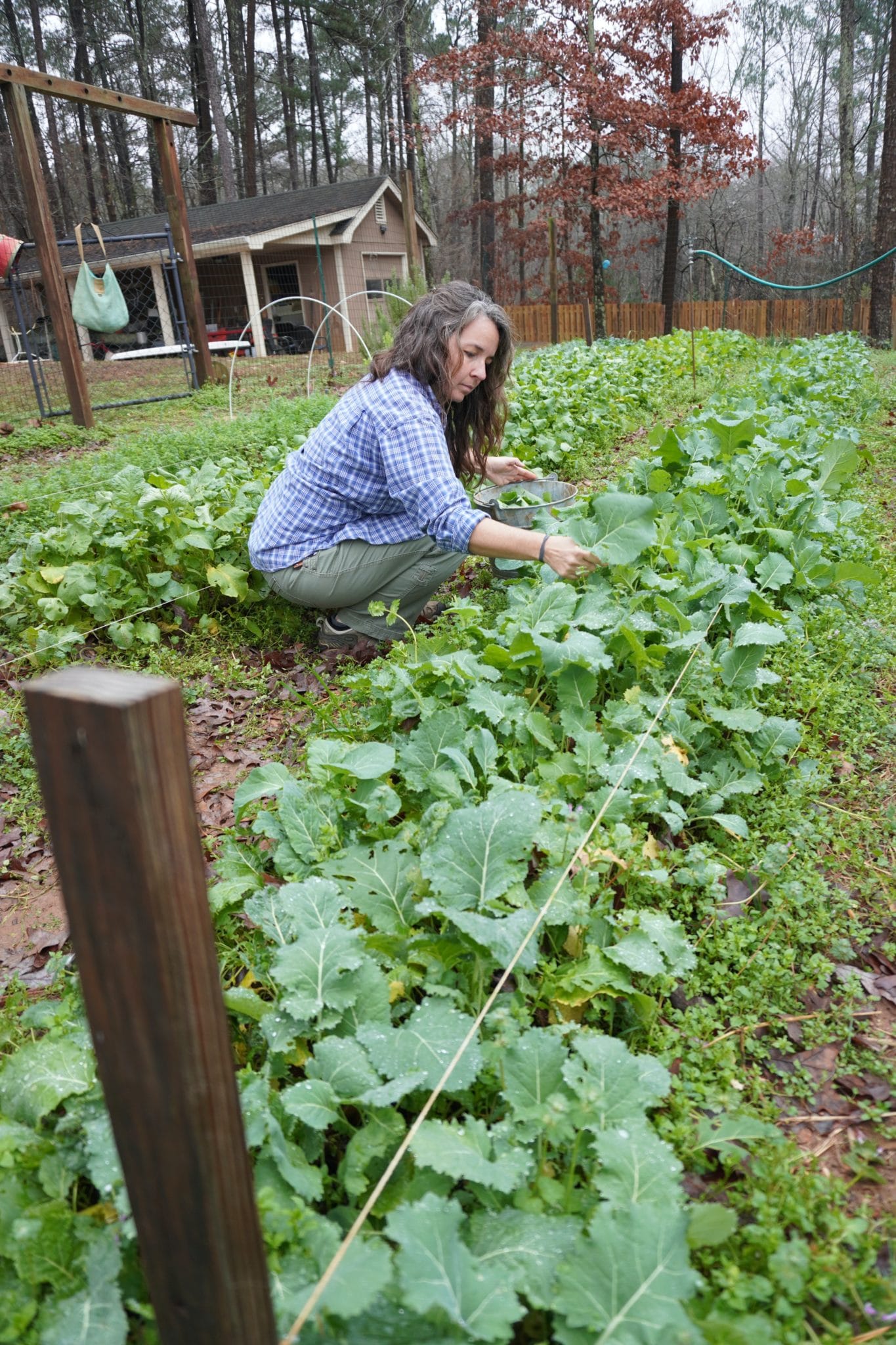 Kristy in her garden picking a large row of collard greens in December