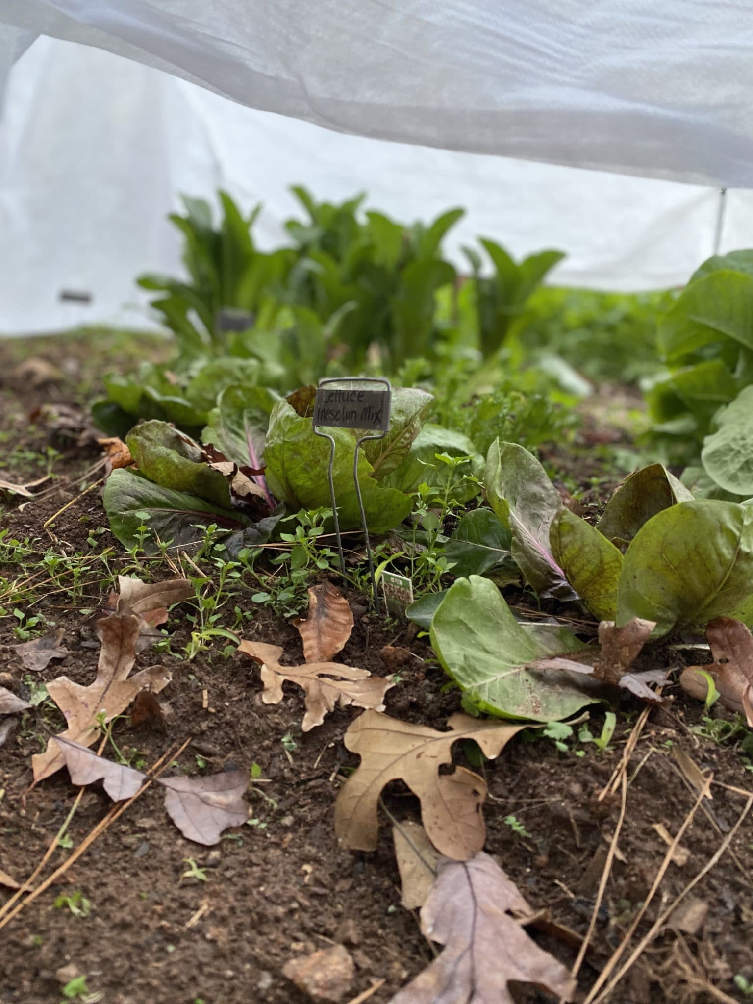 lettuces under a cloth covering of a winter garden
