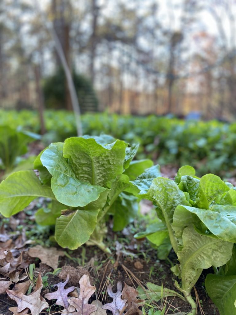 romaine lettuce in a local garden