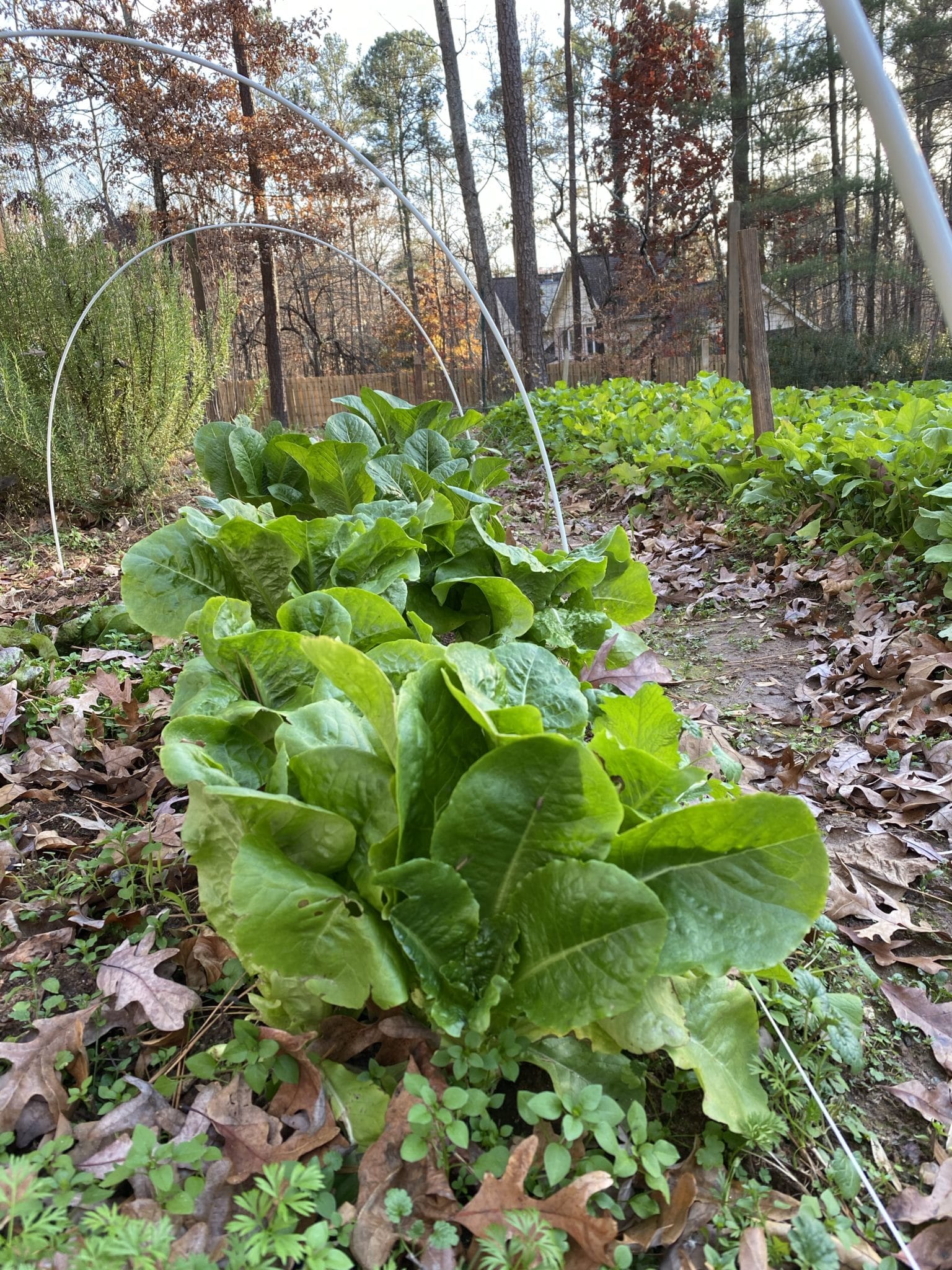 a row of lettuce growing in a winter garden