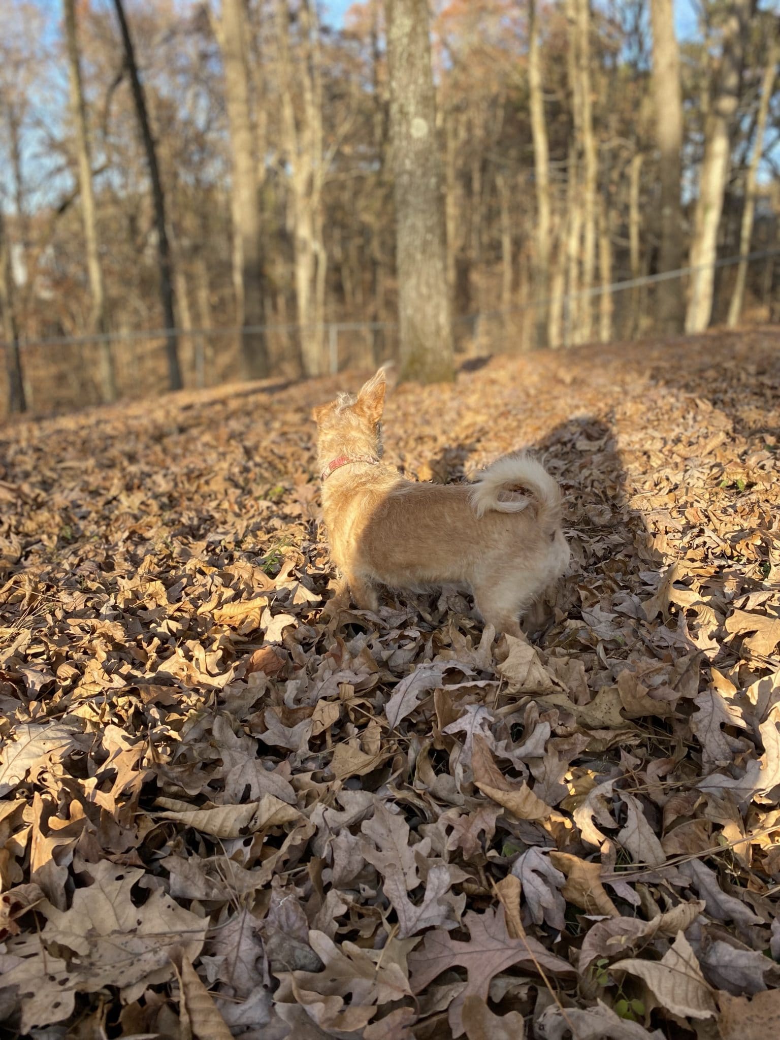 small dog running through thick piles of leaves