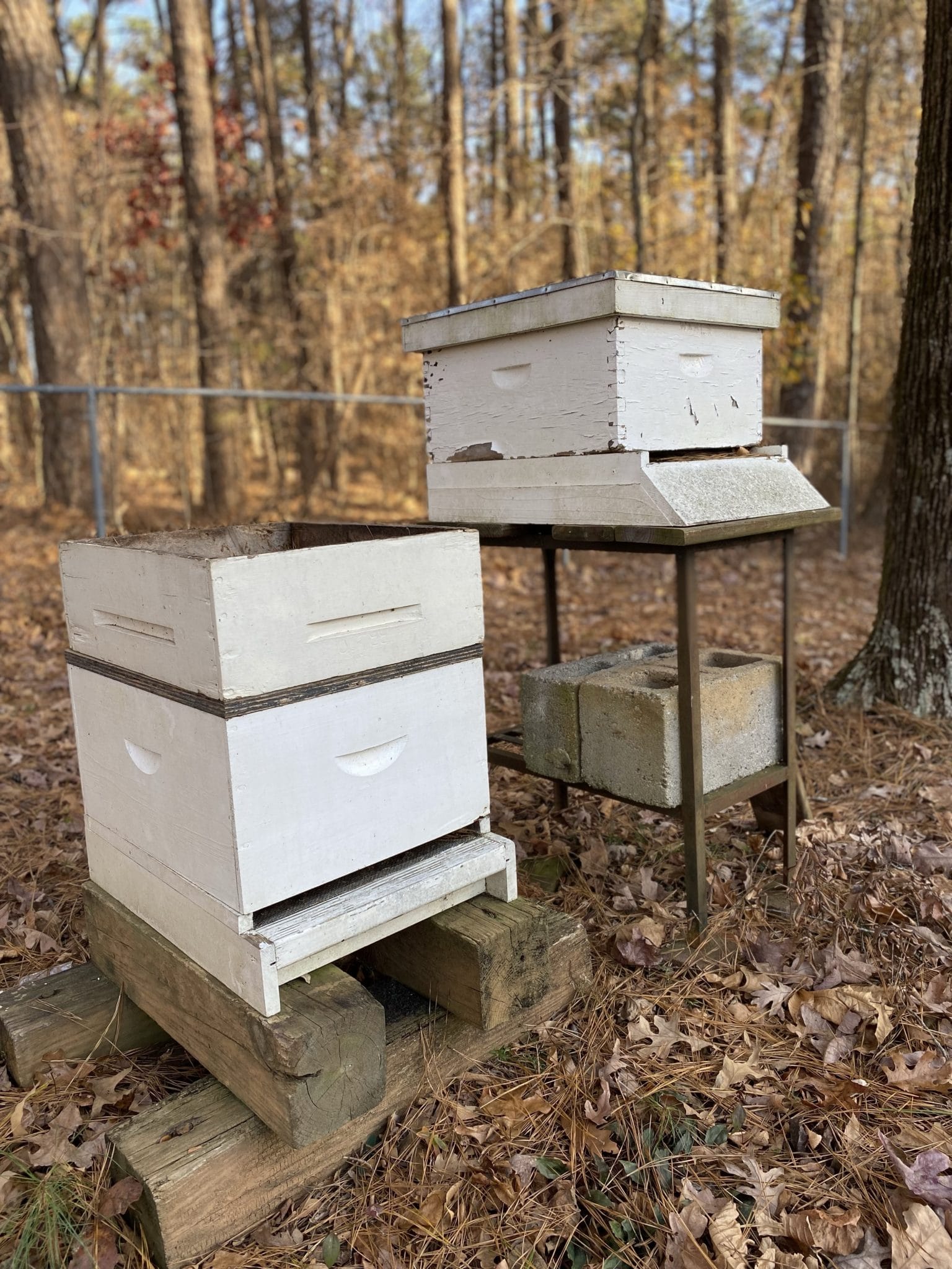 bee hives in the winter