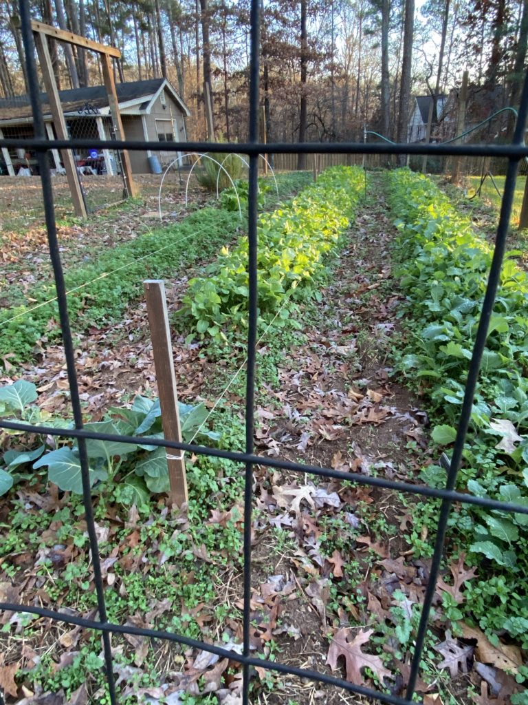 A fall garden of collards seen through a black wide fence