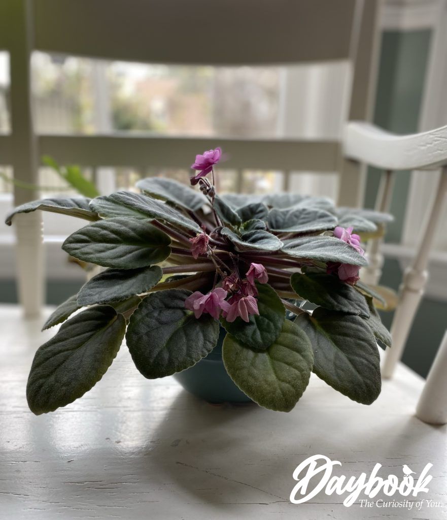 african violet blooming in the winter