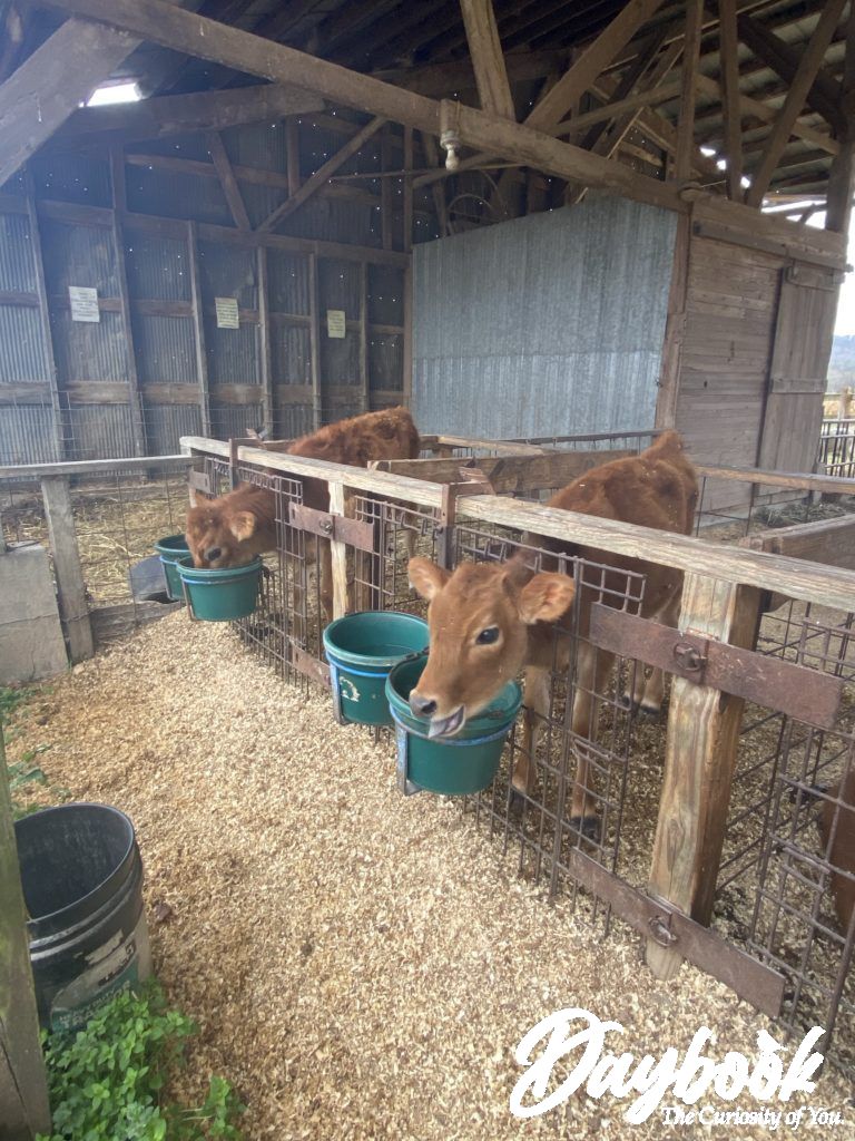 Calves eating at a local farm