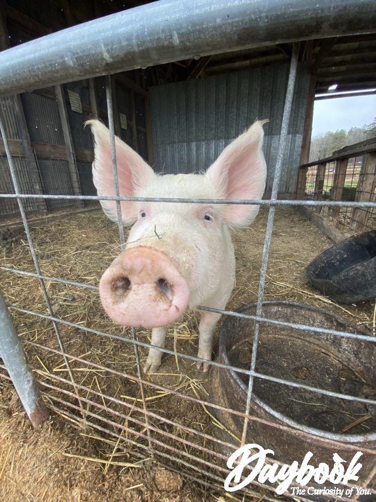 Up close picture of a white pig sticking his nose through a fence