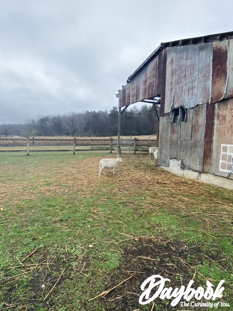 pasture and barn of a local farm with 2 sheep