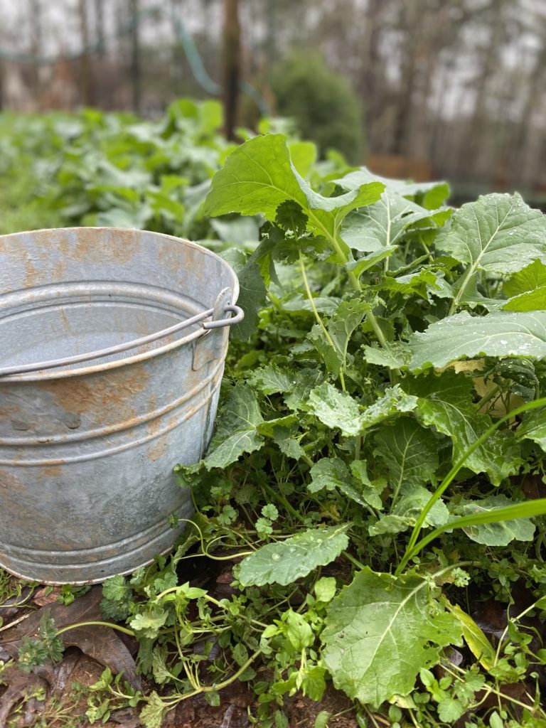 A wide row of collards with a silver bucket for picking