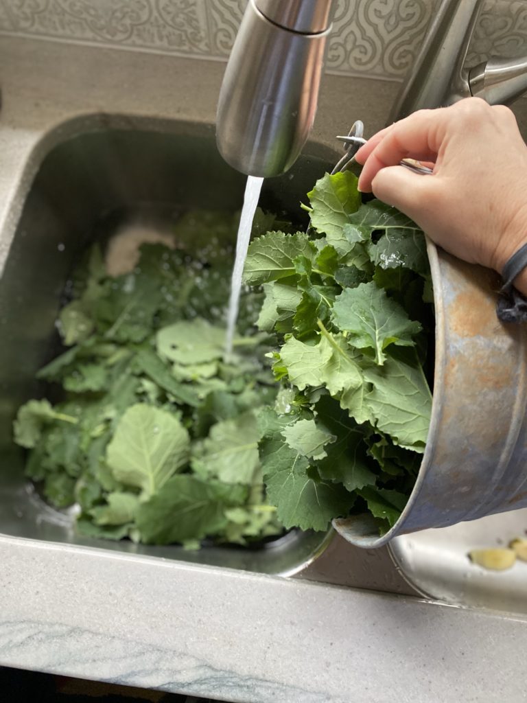Emptying a bucket of collards into a stainless sink