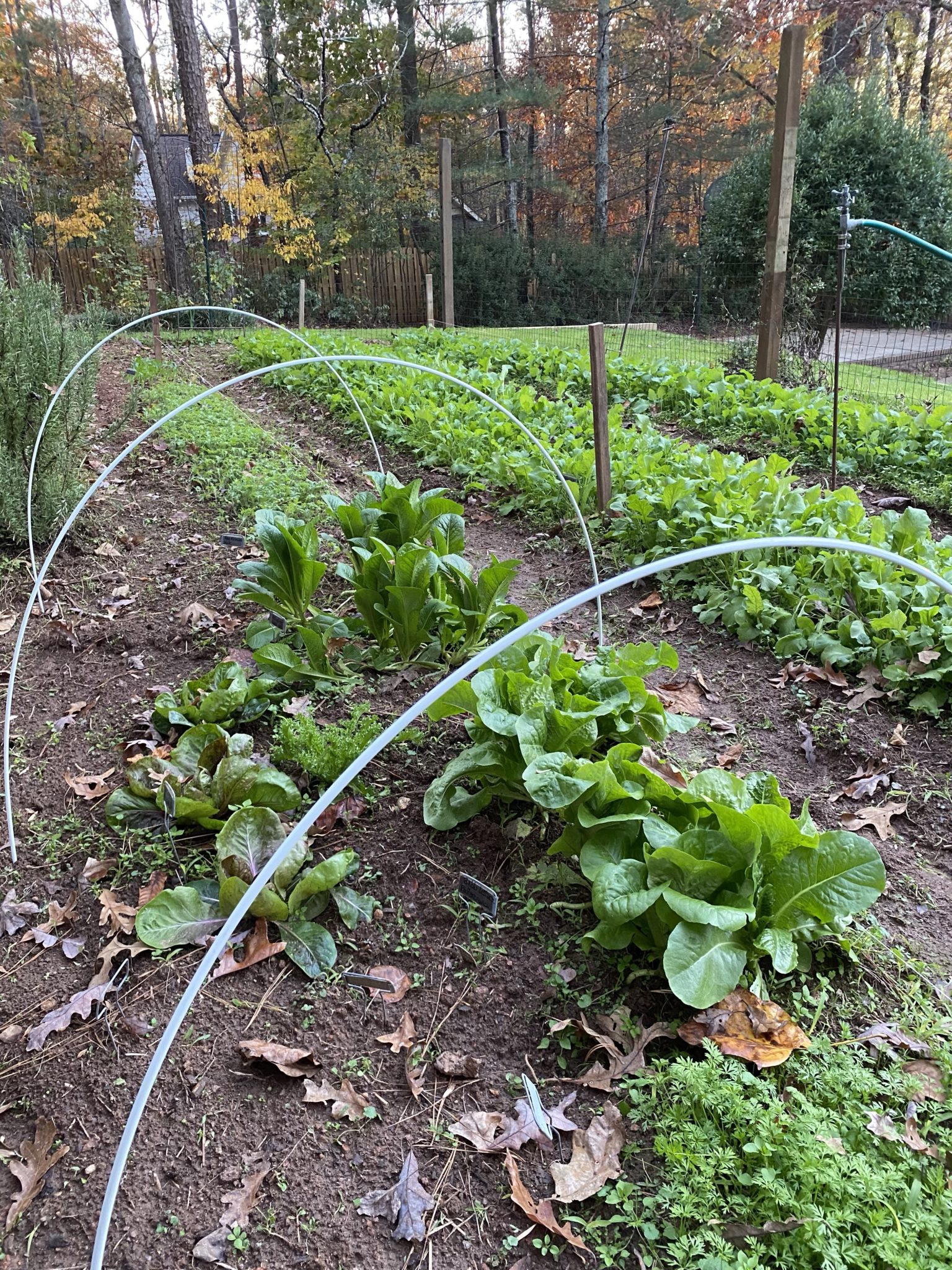 beginning to set up covering over winter lettuces in a garden